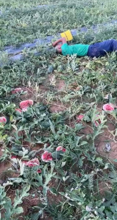 Công an điều tra vụ vườn dưa hấu sắp thu hoạch bị phá hoại ở Diễn Châu