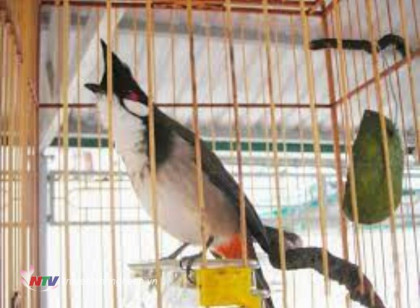 Chặn bắt kẻ trộm chim, một người dân bị tai nạn tử vong