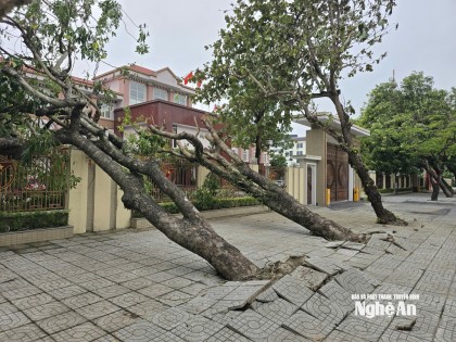 Hơn một nửa cây xanh đô thị ở TP. Vinh (cũ) bị gãy, đổ do bão số 5