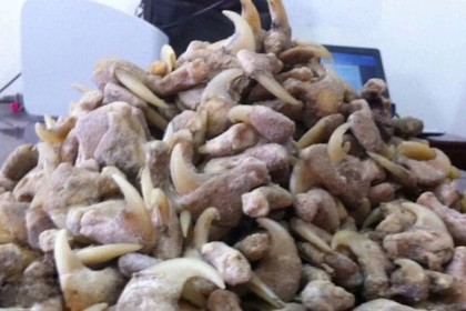 Người đàn ông ở Nghệ An bị phạt hơn 260 triệu đồng vì tàng trữ trái phép xương, móng vuốt sư tử