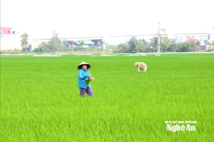 Mồng 4 Tết, nông dân Nghệ An nhộn nhịp ra đồng, bám biể