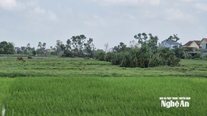 Vì sao dự án của Golf biển Cửa Lò tại Vinh Phú bị thanh tra?
