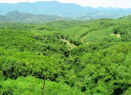Truyền thông – “nhịp cầu” đưa dịch vụ Cac-bon rừng đến với người dân và chủ rừng
