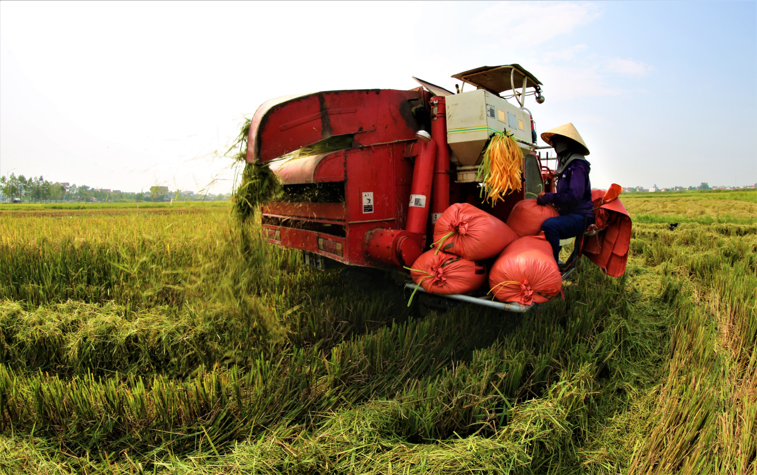 Thu hoạch lúa ở Nam Giang Nam Đàn Ảnh Trần Duy Ngoãn