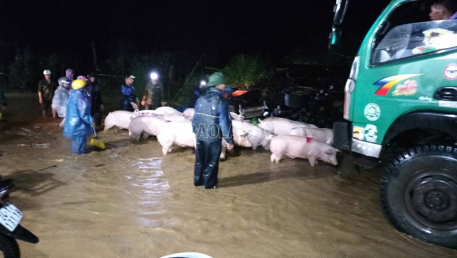 cdn baolaocai vn images 890f88c104ac33eba1d73cd8c1ac051f8e3fa8b39982497c0166e11898e3d47823c97454ca75811ff335cac501c83eaf1ac93b5a0e9590e5f2444d4211d91b50 baolaocai c 75b088399ddc17824ecd