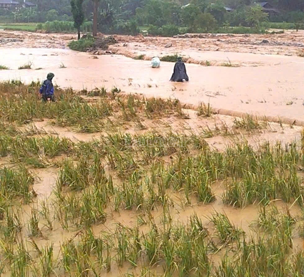 cdn baolaocai vn images a36bba936edb06a6363fa235f27bcc3223ca3103b2b9b36dc2511db362b1f10d28e09f2f65fc01a4bba9f7bccea4a04a baolaocai c img 7647